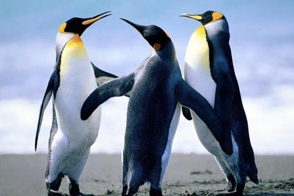 Гурток «Аrt-простір» - Пінгвіни